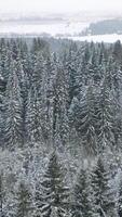 Aerial view of a winter frosty scenery with evergreen spruce tree forest. Clip. Snowy ground and white trees on foggy sky background. video
