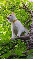An Inquisitive and Curious Cat Perched High Up in a Tree, Enjoying the View Around video