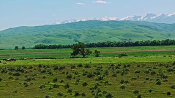 Group of cows are grazing on green grass along the road in front of mountain range on the horizon video