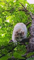 An Inquisitive and Curious Cat Perched High Up in a Tree, Enjoying the View Around video