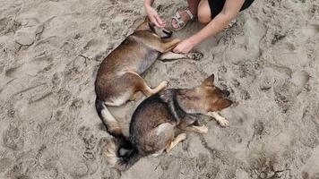 A person caresses two German Shepherds on a sandy beach, symbolizing relaxation and companionship video