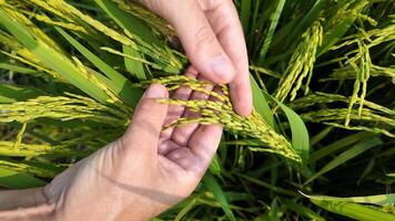 Person gently holding ripe rice stalks in a paddy field, celebrating harvest and autumn festivals video