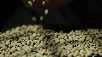 Closeup of a soy, soybean seed, slow motion soybeans video