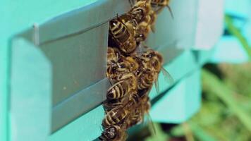 Slow motion of honey bees flying around beehive. An apiary in the summer. video