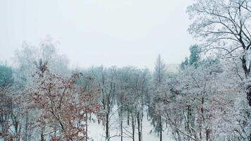 Beautiful trees with a snow in the park on the background of blurred city buildings. Natural environment in winter outdoors. Aerial view. video