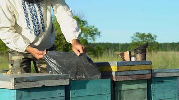 Beekeeper is working with bees and beehives on the apiary. Frames of a bee hive. Apiary concept video