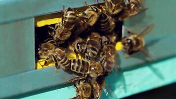 Honey bees swarming and flying around their beehive. Life of worker bees. Slow motion video
