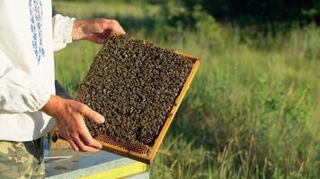 Hand of beekeeper is working with bees and beehives on the apiary. Bees on honeycombs. Frames of a bee hive video