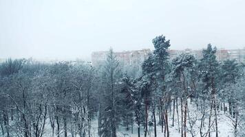 White trees covered by snow in winter park on the background of modern buildings in the city. Beautiful scenery of various trees in snow. Winter day. Aerial view. video
