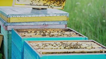 Frames of a bee hive. Bee honeycombs with honey and bees. Apiculture concept video