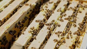 Frames of a bee hive. Beekeeper harvesting honey. Working bees on honey cells. Apiary concept. video
