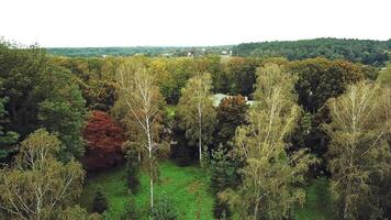 Drone shot aerial view of autumn trees in the park. Beautiful landscape of natural background at day. Aerial view. Camera moves right. video