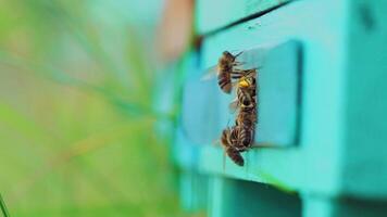 Slow motion of honey bees flying around beehive. An apiary in the summer. video