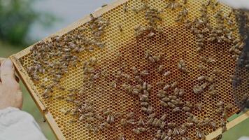 hands of man shows a wooden frame with honeycombs on the background of green grass in the garden video