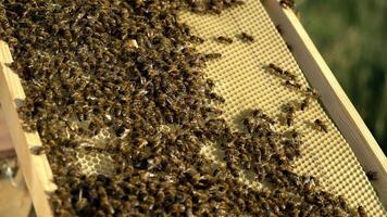 Frames of a bee hive. Bee honeycombs with honey and bees. Apiculture concept video