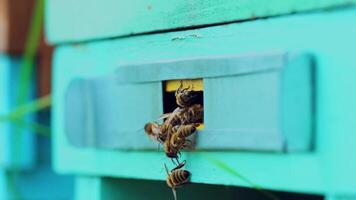 Slow motion of honey bees flying around beehive. An apiary in the summer. video