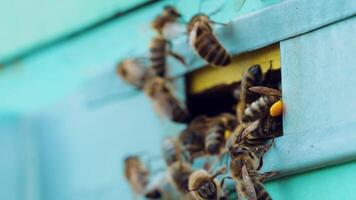 Honey bees swarming and flying around their beehive. Apiary concept. Slow motion video