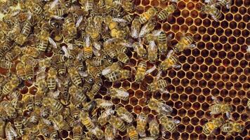 Working bees on honeycomb. Frames of a bee hive. Apiculture video