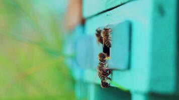 Honey bees swarming and flying around their beehive. Apiary concept. Slow motion video