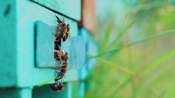 Slow shot of working bees near the entrance of a wooden hive doorway. Blue beehive and busy insects crawling in and out of it in summer. Macro shot video