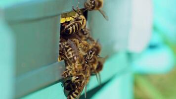 Striped bees crawling at the entrance of a hive over the blurred background. Busy insects carring honey and pollen into the beehive in summer. Macro shot. video