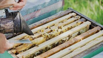 Apiarist working in the hive with smoke by chimney and scrubs the wax from the frames. Beekeeper uncapping honeycomb with special beekeeping fork outdoors. Apiary concept. video