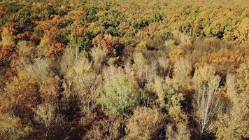 Slow motion of drone moving above the tops of trees of diffferent colors. Birds-eye view of forestin autumn in a bright sunny day. video