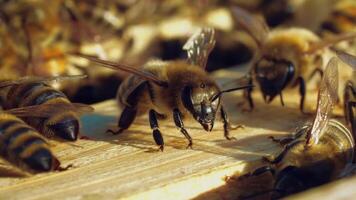 Beautiful brown insects crawling on their black legs and clear wings on a wooden surface of a beehive. Slow motion of natural honey bees at work. Macro shot. video