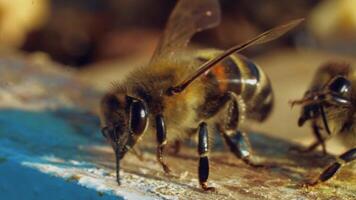 Macro shot of busy honey bee crawling slowly on the wooden surface. Some bees fluttering wings and creeping on a frame. Apiary concept. video
