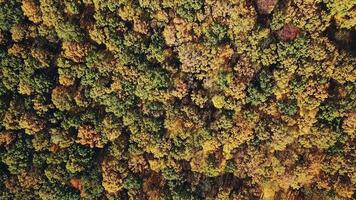 Unbelievable landscape of colorful forest in autumn from the bird's eye. Flying over a beautiful mixed forest in sunny autumn. Camera moves around. video