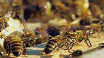 Wonderful view of buzzing striped bees crawling slowly and humming on a wooden board. Macro shot of bees' bodies with wings in a sunny day. Apiary concept. video