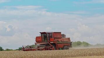 kombinera tröskor i verkan på de fält. kombinera skördare. skörd maskin för skörd en vete fält. video