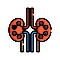 An illustration of a kidney and a kidney vector
