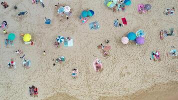 Aerial View of a Bustling Beach on a Sunny Summer Day With Sunbathers and Colorful Umbrellas video