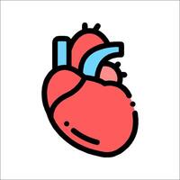 An illustration of a human heart vector
