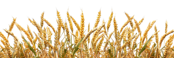 Wheat Field Edge Border Isolated on Transparent png
