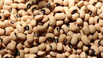 Closeup of a soy, soybean seed, sunlight with soybeans video