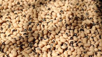 Closeup of a soy, soybean seed, sunlight with soybeans video