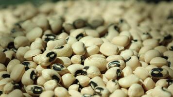 Closeup of a soy, soybean seed, soybeans video