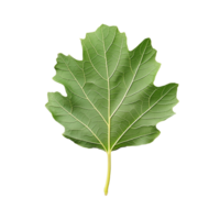 Oak leaf with lobed edges and detailed texture on transparent background png