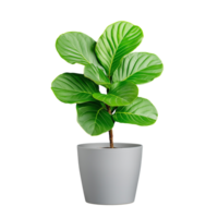 Potted fiddle leaf fig plant with green leaves on transparent background png