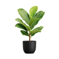 Rubber plant with broad green leaves in black pot on transparent background png