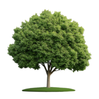 Large green tree with dense foliage on transparent background png