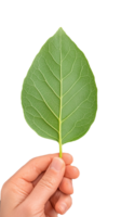 Green leaf held by hand showing natural texture on transparent background png