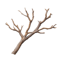 Bare tree branch isolated on a transparent background png
