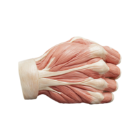 Anatomical model of human hand muscles on transparent background png