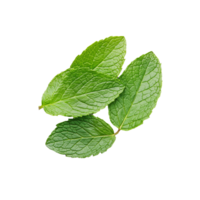 Cluster of mint leaves with vibrant green color on transparent background, ideal for culinary and drink garnish png