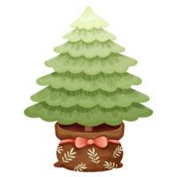 potted pine tree png