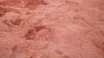 Textured Red Soil Featuring Distinct Animal Footprints Across Its Rustic Surface video