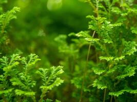 The fine and delicate leaves of the Spike Moss fern photo